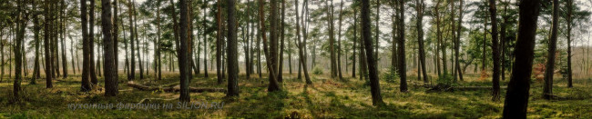 АБС. "Пробуждение леса"  3000*600*1,5мм
